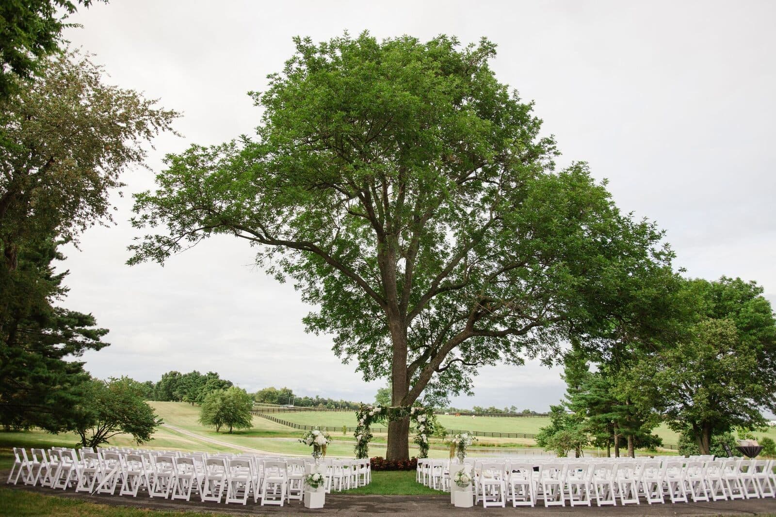 White ceremony chairs circling the great oak