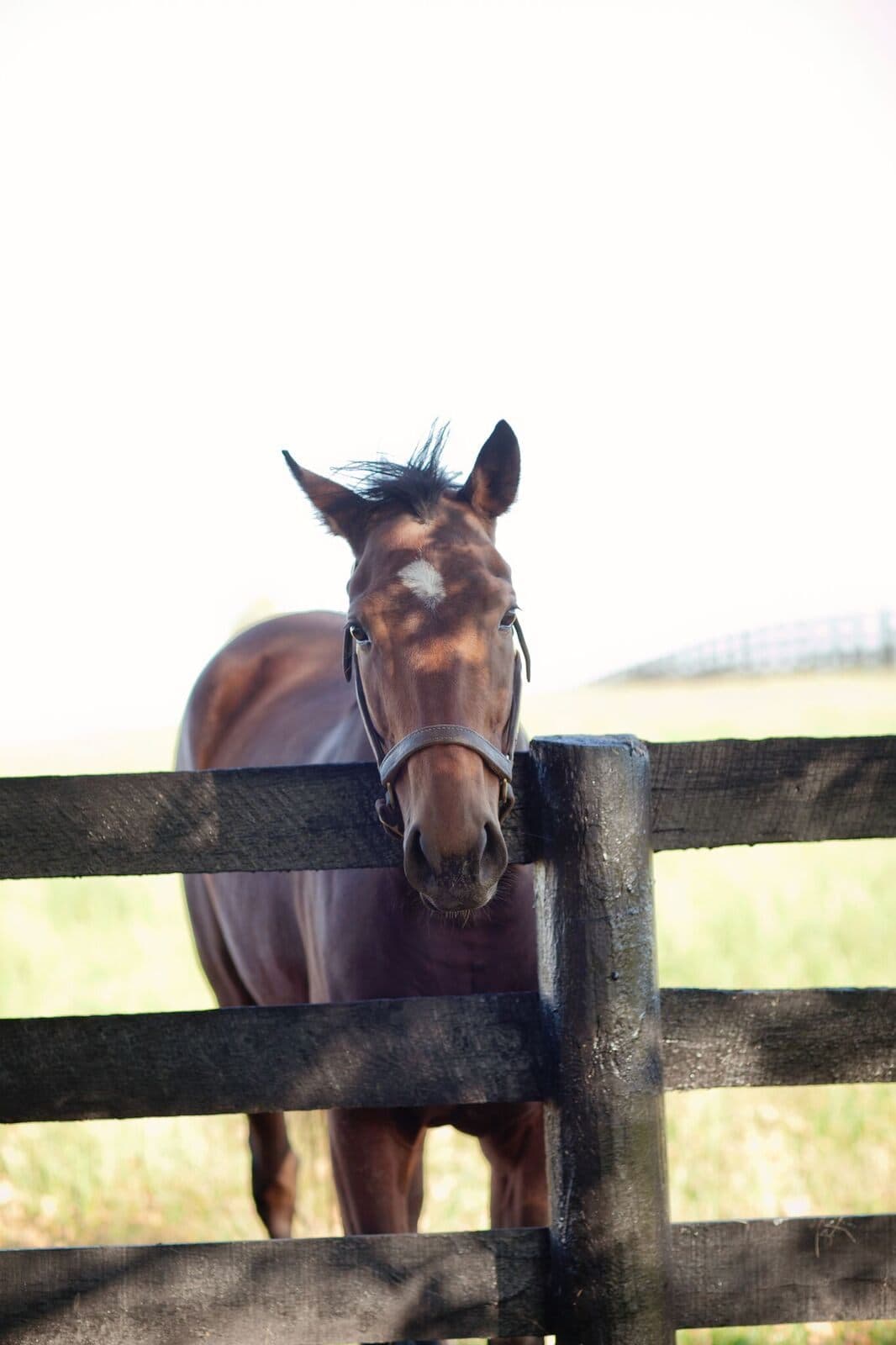 A foal at the four-board fence in the evening light
