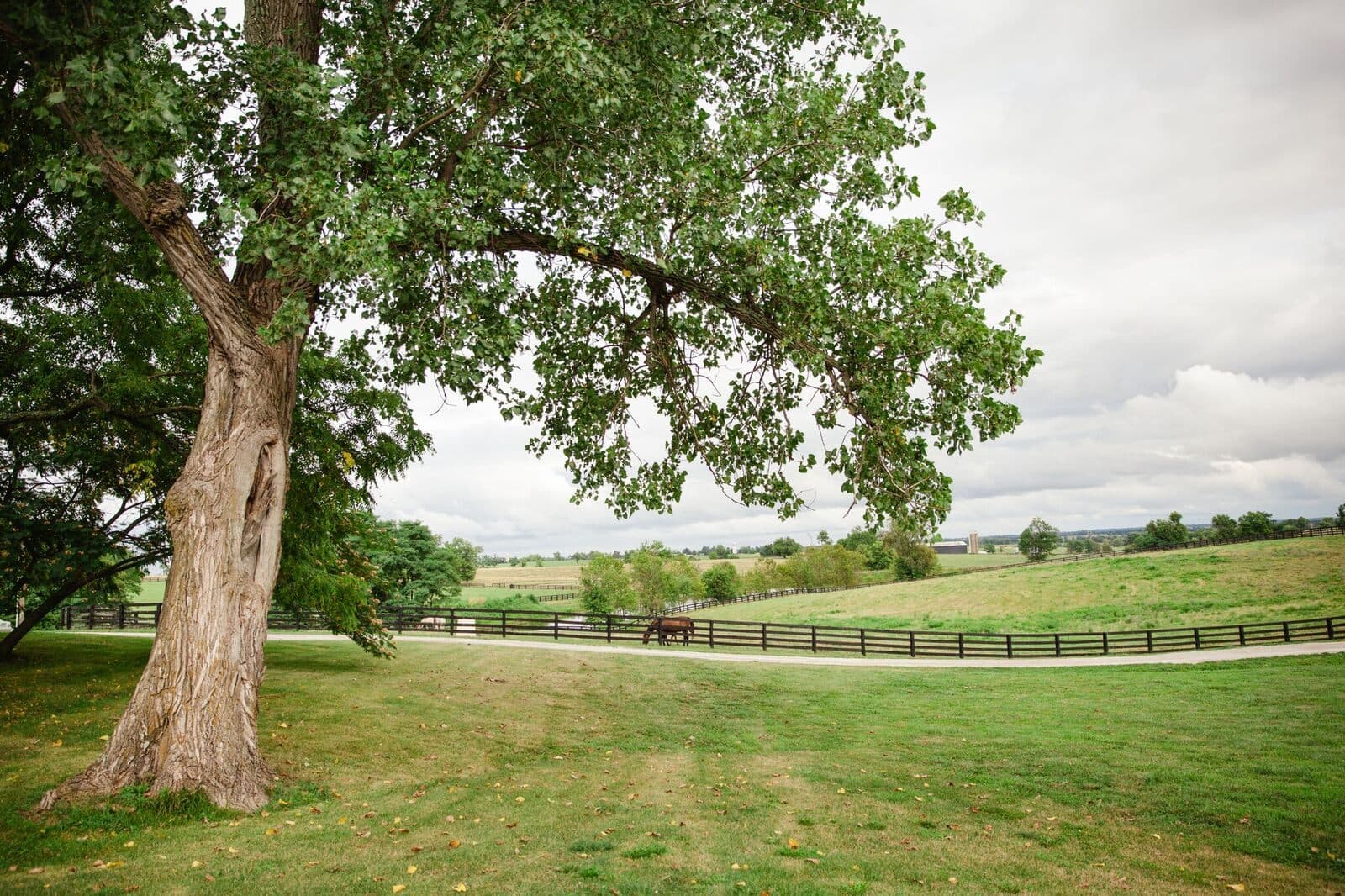 The great oak on the ceremony lawn