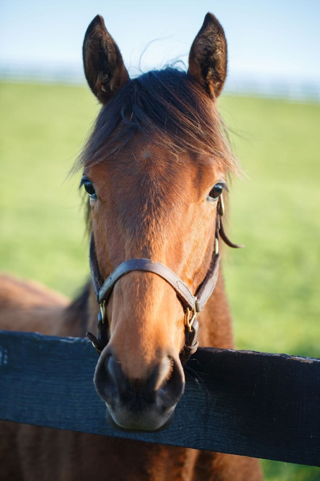 One of GlenLary's horses at the four-board fence