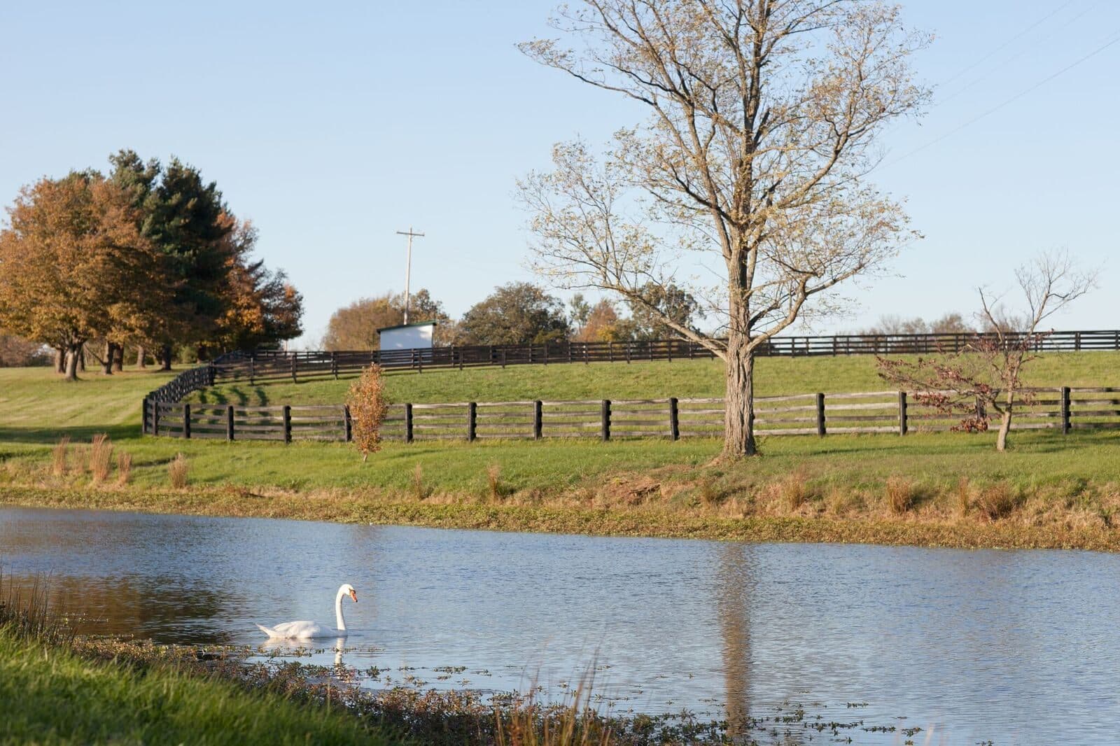 The pond in autumn with its swan